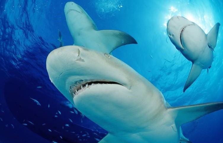 Deutsche Taucherin von Hai attackiert - Seit der Attacke wird die Frau vermisst!