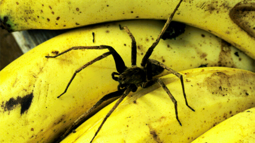 Supermarkt evakuiert! Lebensgefahr beim Einkaufen - gefährliche Giftspinne entkommt aus Bananenkiste